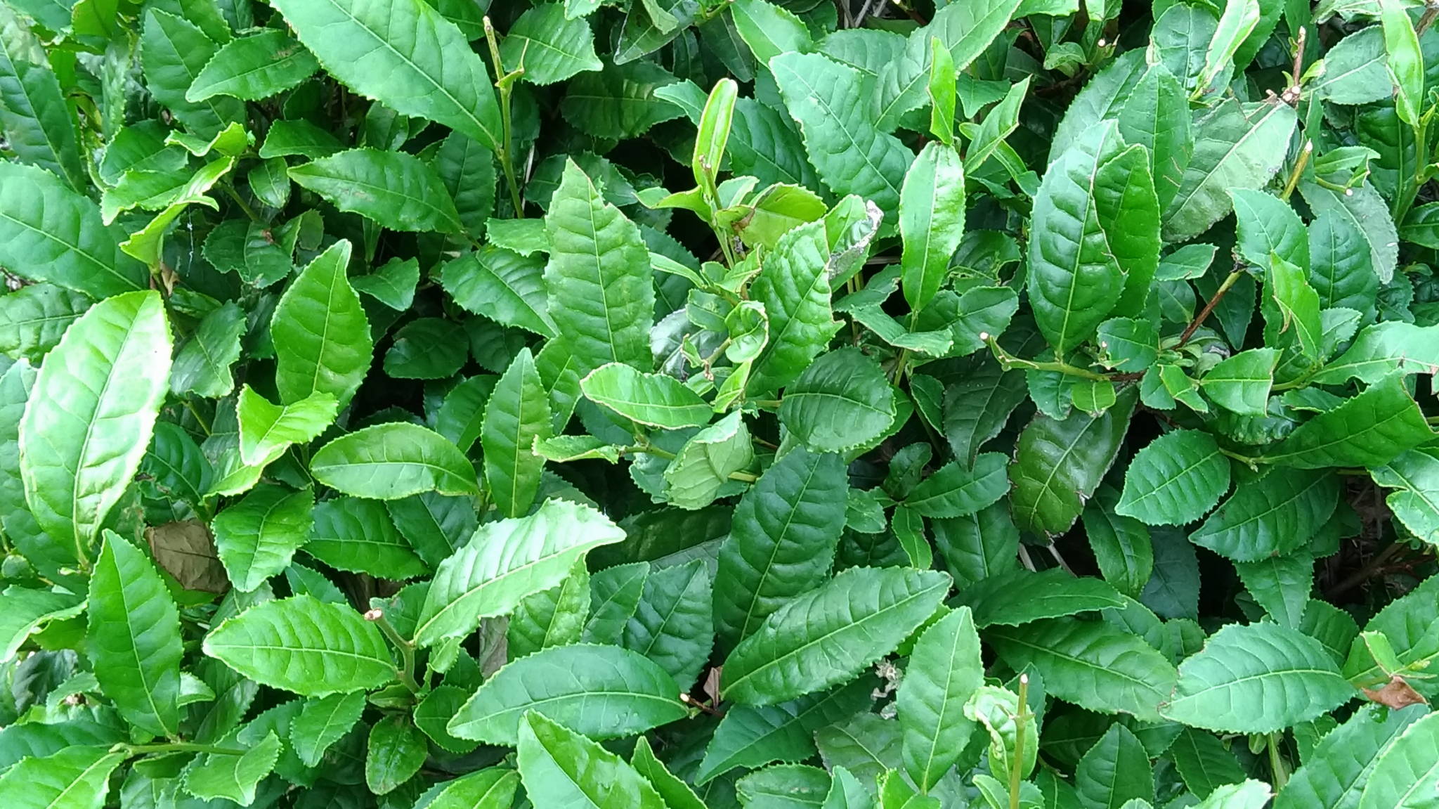 狭山茶でちょっと一休み